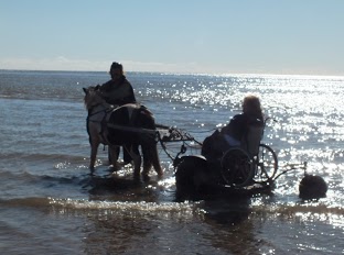 Pony Access in water on beach