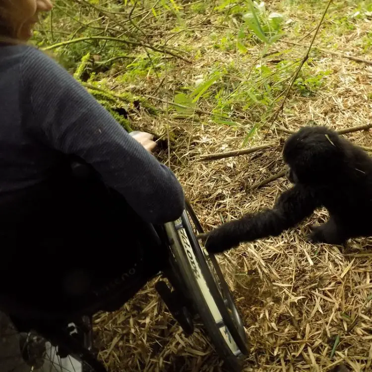 Gorilla touching Susie's wheelchair
