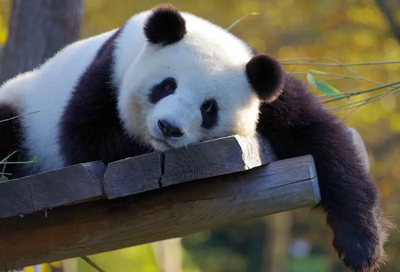 Panda lying on planks of wood