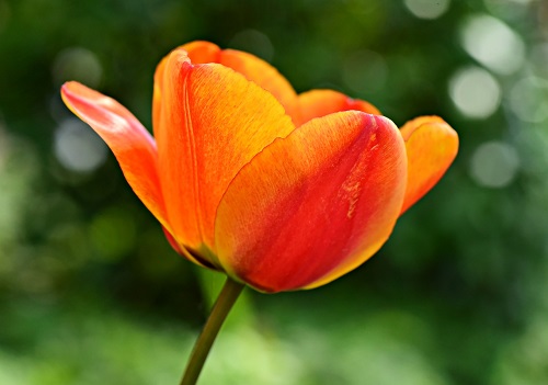 Orange and red tulip open