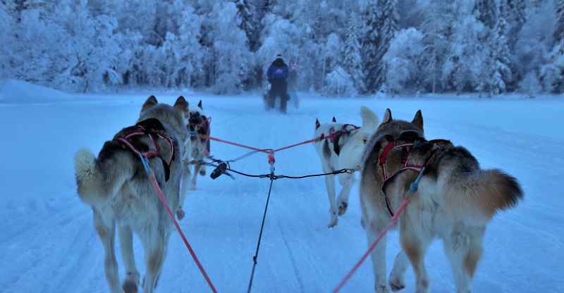 View of four husky dogs sledding through the snow towards snow-covered trees