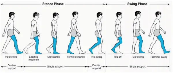 Human gait cycle diagram